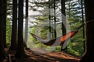 a hammock hung between two trees in forest