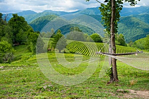 Hammock mesh hanging on a background of high-mountain tea plantation