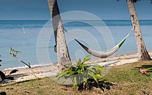 Hammock between palm trees