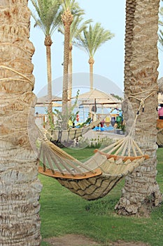 Hammock between with palm trees on beautiful tropic resort. Relax in hammock