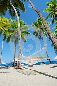 hammock with palm trees in a blue sky at the Caribbean St Lucia Island