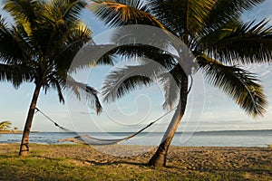 Hammock between palm trees, Fiji