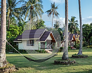 A hammock between palm trees on the lawn in tropical garden