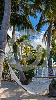 Hammock and Palm Trees Near The Historic Seaport