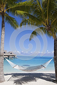 Hammock between palm trees and the sea