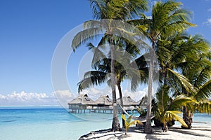 Hammock between palm trees and the sea