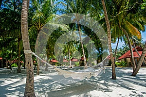 Hammock between palm trees at the tropical beach