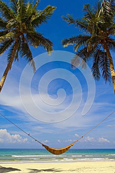 Hammock and palms