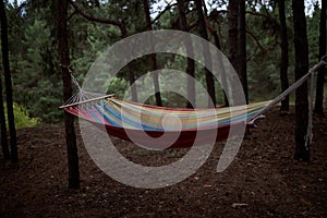 A hammock is stretched between trees in the forest.