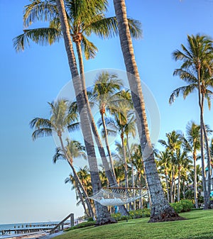 Hammock strung between palm trees overlooking the ocean