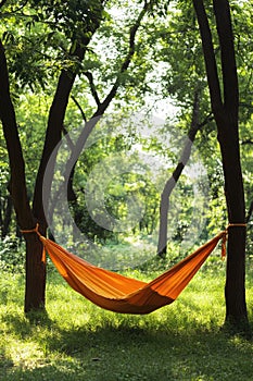 Hammock between trees in forest