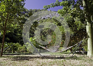 Hammock on tropic lawn