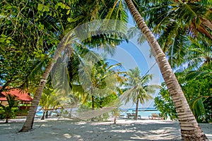 Hammock between two palm trees at the tropical beach