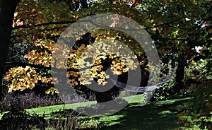 Hammock Under Autumn Leaves