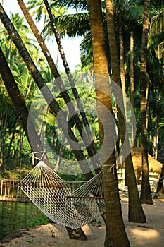 Hammock under coconut palm trees in Goa