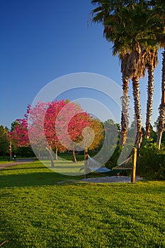 Hammock under palm trees at sunrise