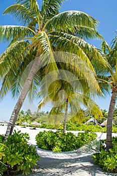 Hammock under the palm trees at the tropical beach at Maldives