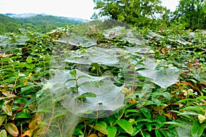Hammock Weaver Spider Webs
