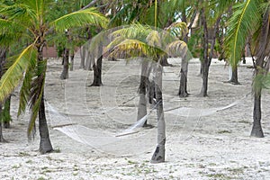 Hammocks tied to palm trees in a tropical island