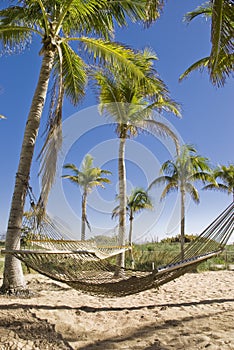 Hammocks in a Tropical Paradise photo