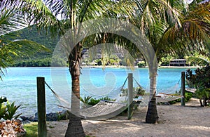 Hammocks under palm trees photo