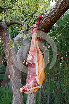 Hammon pork leg on the tree branch photo