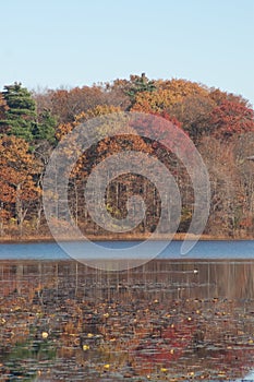 Hammond Pond in Chestnut Hill, MA