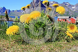 Hamnoey's cabins mounts and dandelions