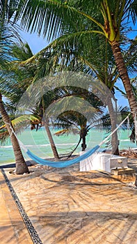 Hamock under a palm tree