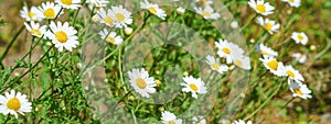 Ð¡hamomile Matricaria recutita, blooming plants in the spring meadow on a sunny day