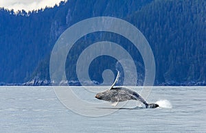 Hampback Whale breaching..