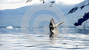 Hampback whale breaching jumping