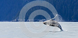 Hampback Whale breaching.. photo