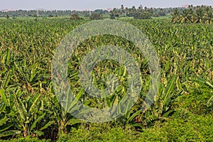 Young banana plantation at Kamalapura Lake, Hampi, Karnataka, India photo