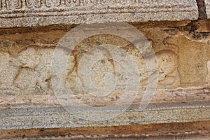 Hampi Vittala Temple Male Elephant followed by a Leopard or tiger Carving