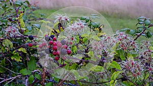 Hampshire brambly hedgrow in early autumn