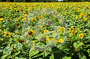 Hampshire field full of sunflowers