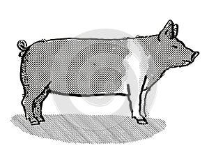 Hampshire Pig Breed Cartoon Retro Drawing photo