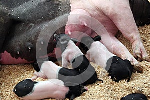 Hampshire Piglet Nursing