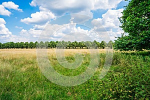 Hampton Court Park in South London, UK