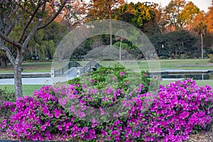 Hampton Park Spring Azaleas Bloom in Charleston SC