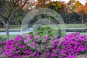 Hampton Park Spring Azaleas Bloom in Charleston SC photo