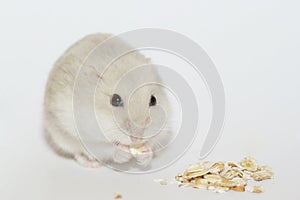 Hamster