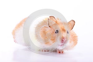 Hamster