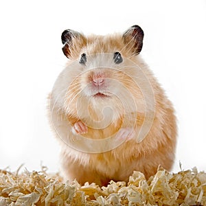 Hamster