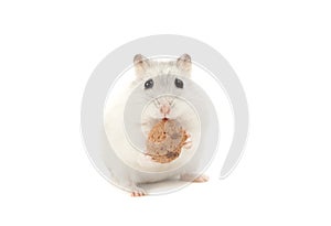 Hamster