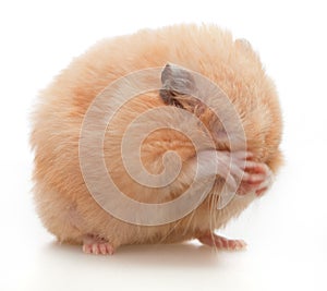 Hamster