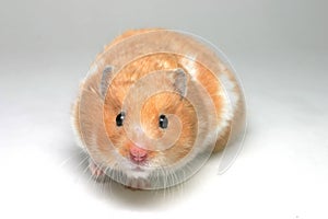 Hamster