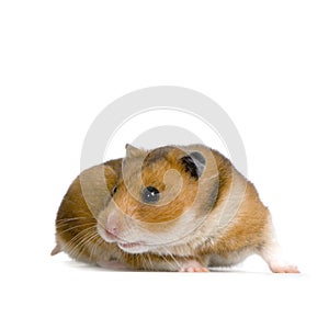 Hamster