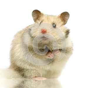 Hamster